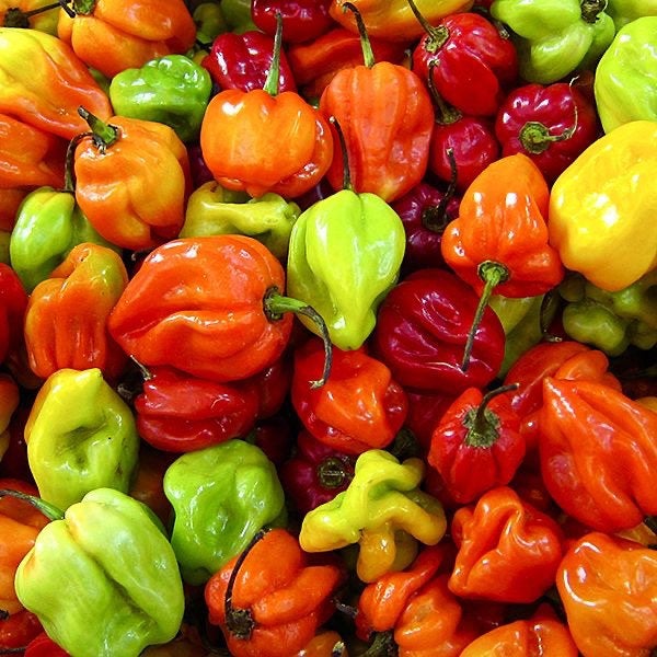 Scotch Bonnet Peppers